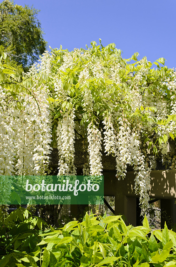 508407 - Japanischer Blauregen (Wisteria floribunda 'Alba')