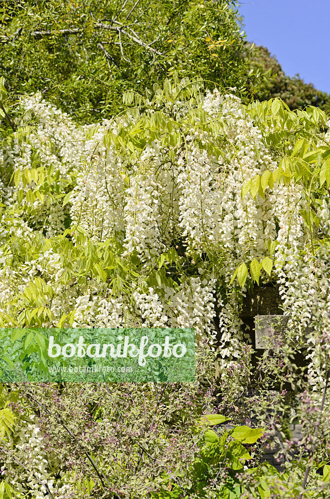 508408 - Japanischer Blauregen (Wisteria floribunda 'Alba')