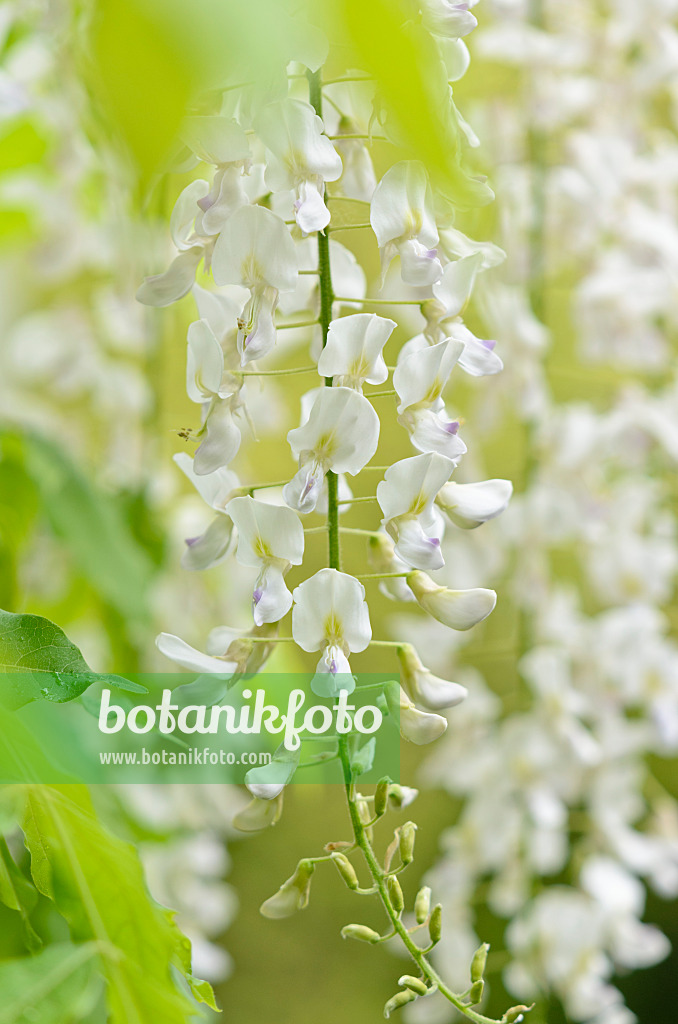 556047 - Japanischer Blauregen (Wisteria floribunda 'Alba')