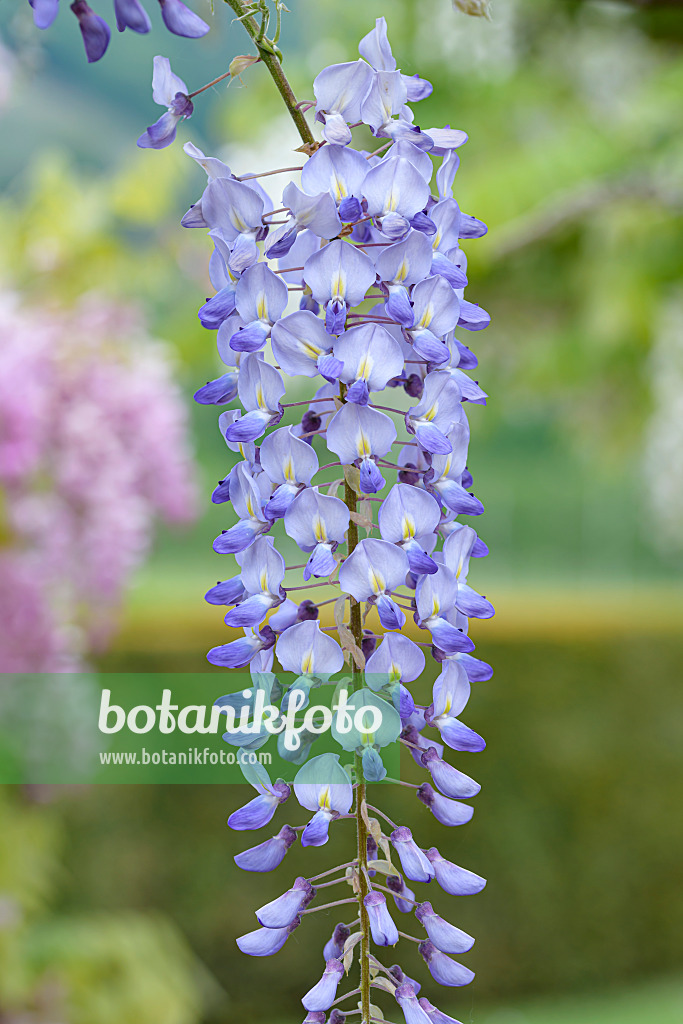 607230 - Japanischer Blauregen (Wisteria floribunda 'Blue Dream')