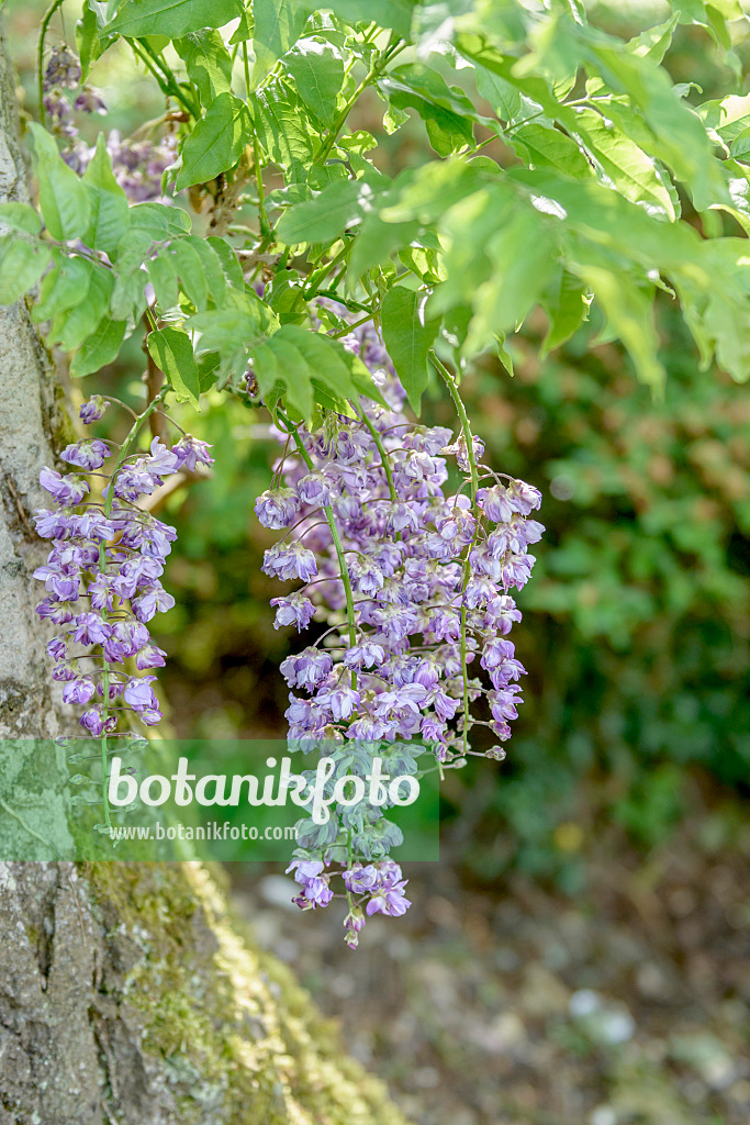 547315 - Japanischer Blauregen (Wisteria floribunda 'Violacea Plena')