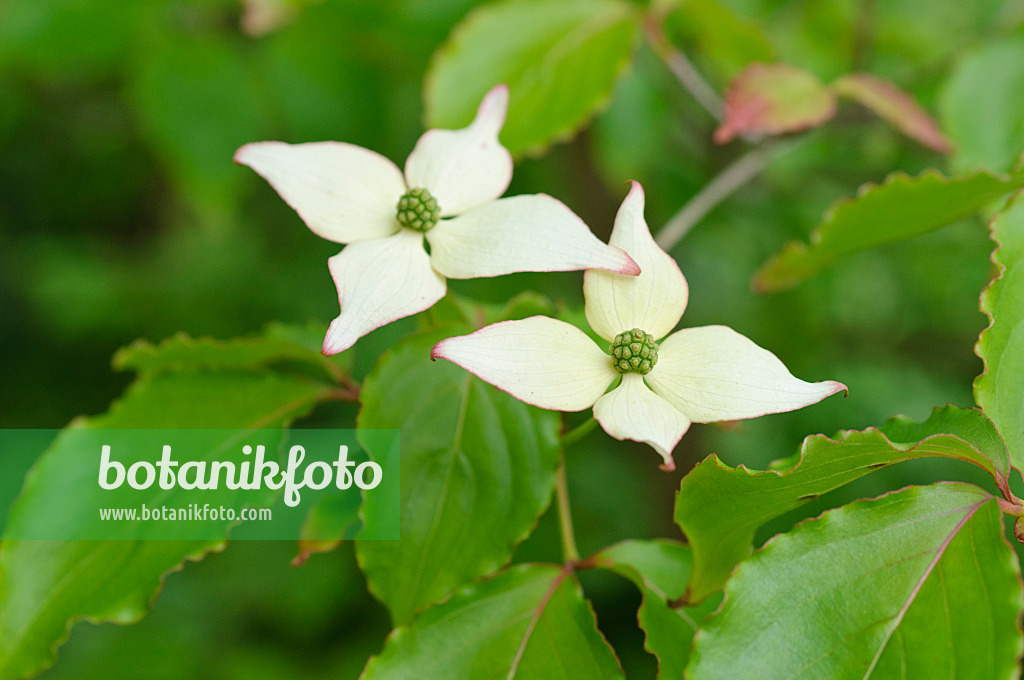 472285 - Japanischer Blütenhartriegel (Cornus kousa)