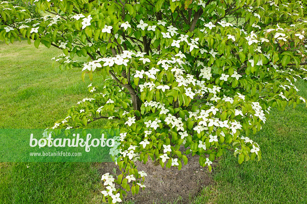 472311 - Japanischer Blütenhartriegel (Cornus kousa)