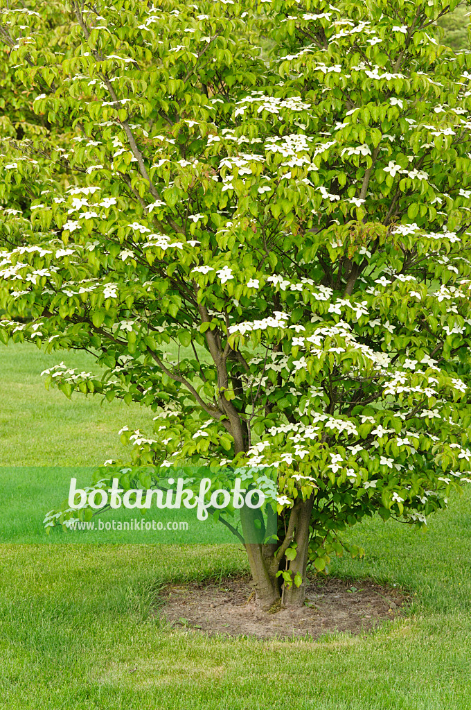 472312 - Japanischer Blütenhartriegel (Cornus kousa)