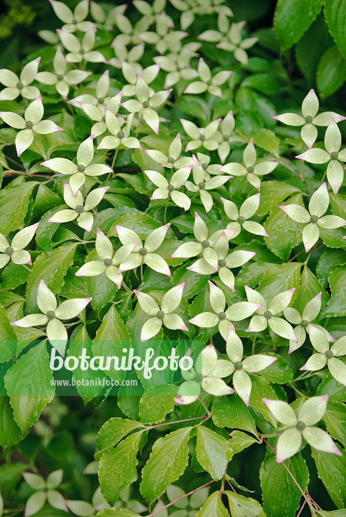 490052 - Japanischer Blütenhartriegel (Cornus kousa)