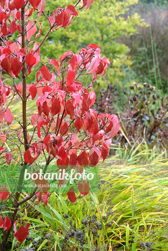 517161 - Japanischer Blütenhartriegel (Cornus kousa 'Schmetterling')