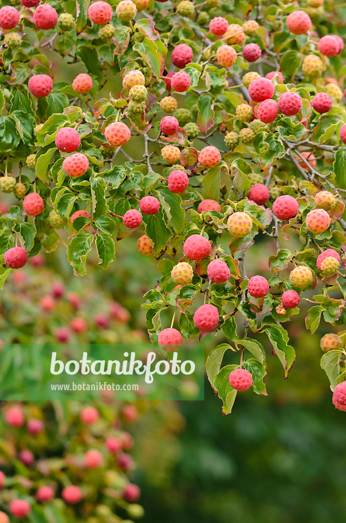 524172 - Japanischer Blütenhartriegel (Cornus kousa)