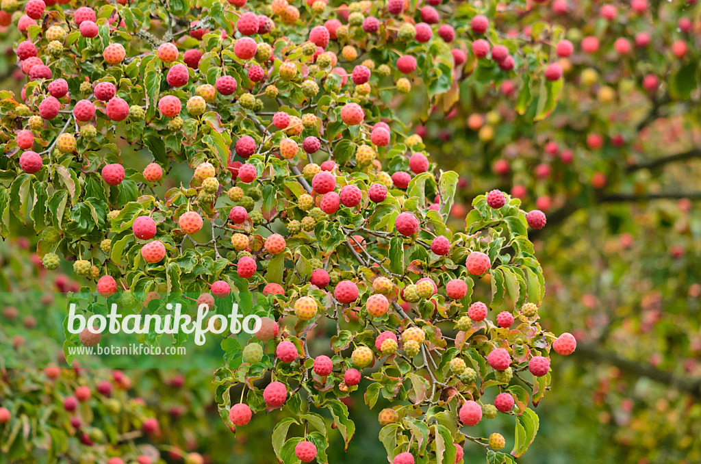 524173 - Japanischer Blütenhartriegel (Cornus kousa)