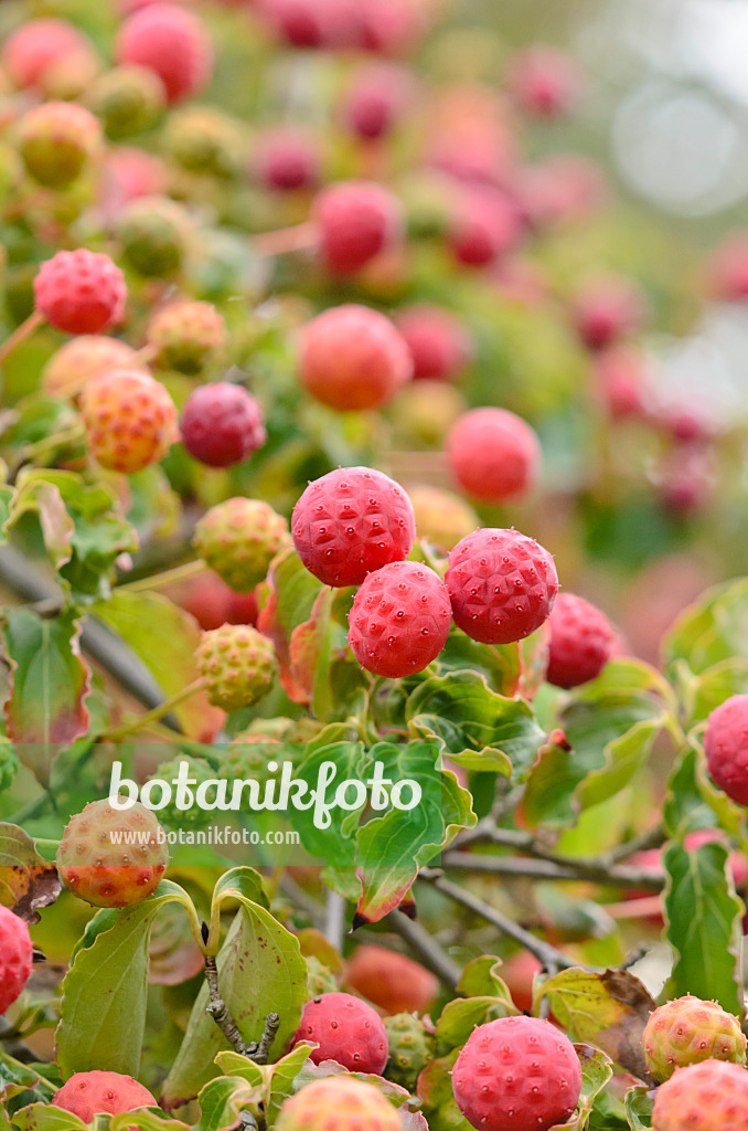 524174 - Japanischer Blütenhartriegel (Cornus kousa)