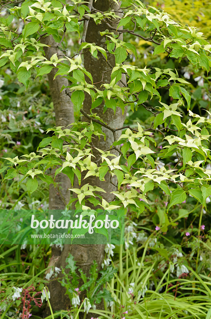 533478 - Japanischer Blütenhartriegel (Cornus kousa)