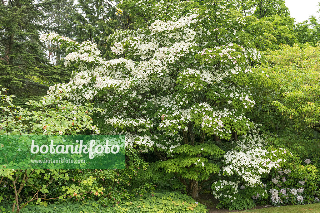 625171 - Japanischer Blütenhartriegel (Cornus kousa)