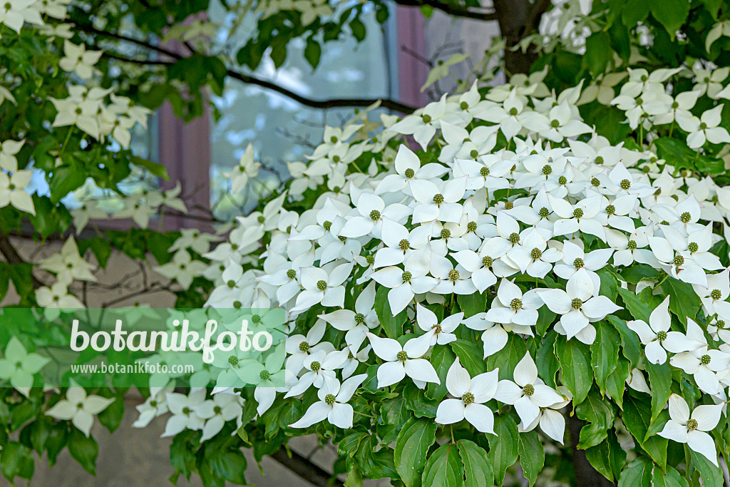 607031 - Japanischer Blütenhartriegel (Cornus kousa 'China Girl')