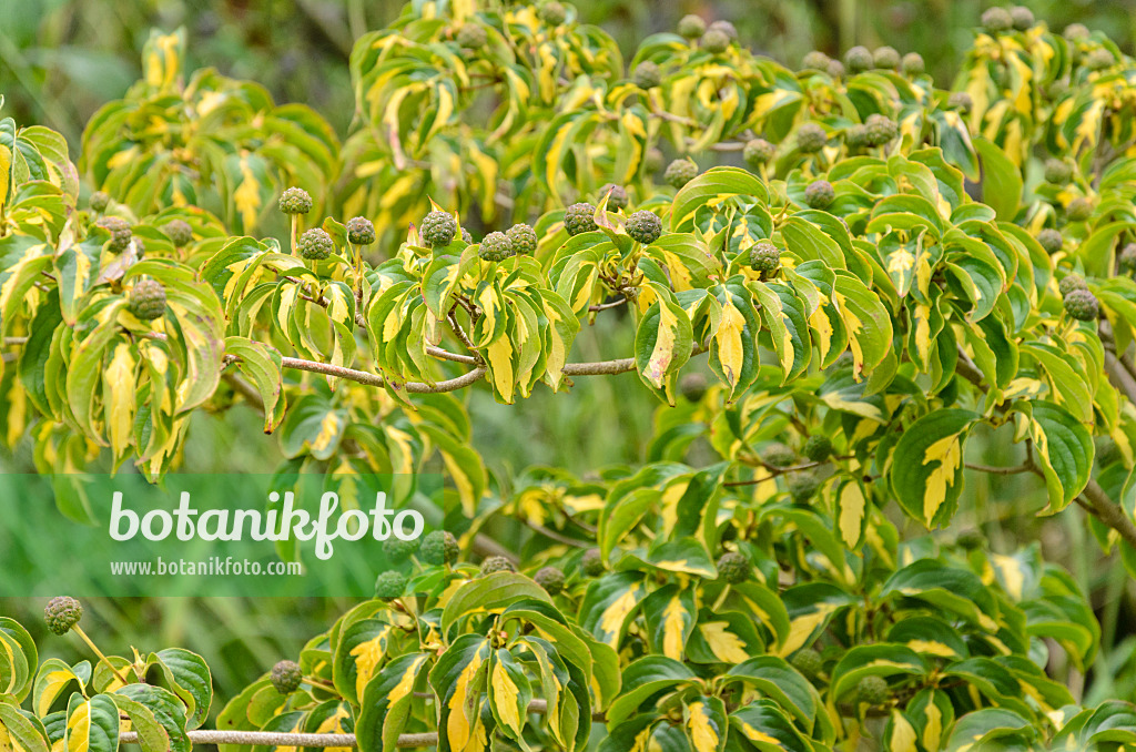 571041 - Japanischer Blütenhartriegel (Cornus kousa 'Gold Star')