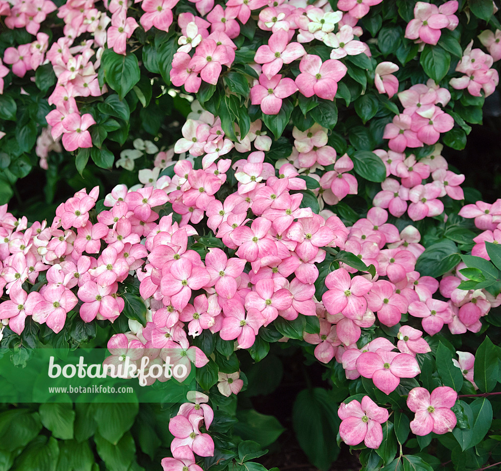 454017 - Japanischer Blütenhartriegel (Cornus kousa 'Satomi')