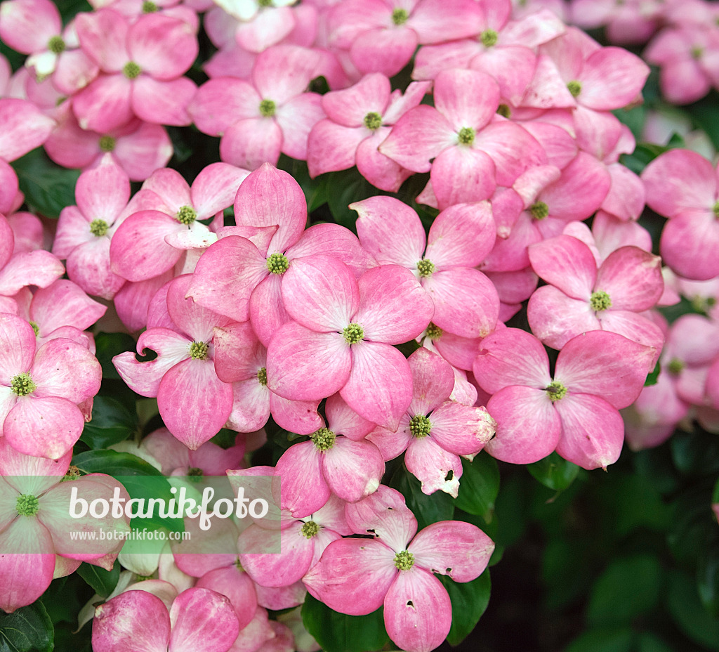 454018 - Japanischer Blütenhartriegel (Cornus kousa 'Satomi')