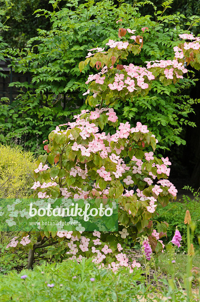 521239 - Japanischer Blütenhartriegel (Cornus kousa 'Satomi')