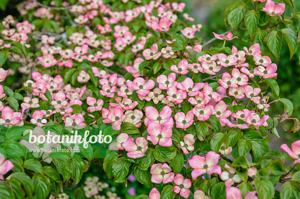 593057 - Japanischer Blütenhartriegel (Cornus kousa 'Satomi')