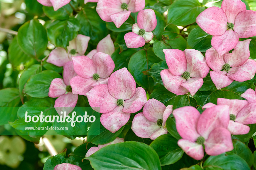 593058 - Japanischer Blütenhartriegel (Cornus kousa 'Satomi')