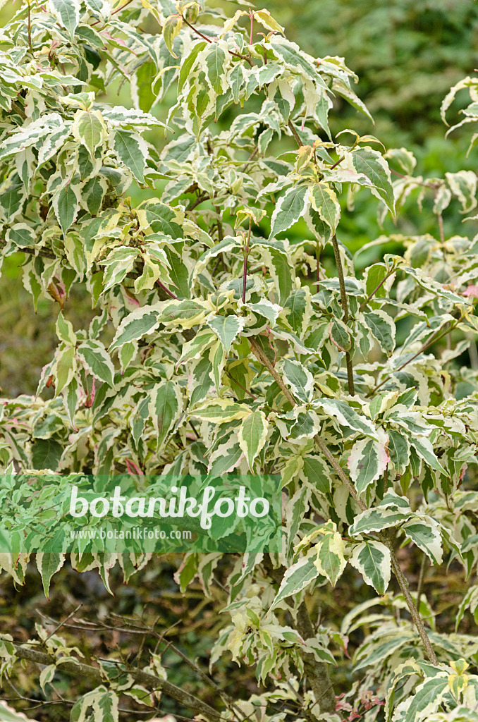 571039 - Japanischer Blütenhartriegel (Cornus kousa 'Silber Pheasant')