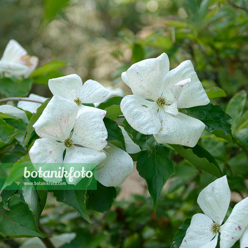 526091 - Japanischer Blütenhartriegel (Cornus kousa 'Venus')