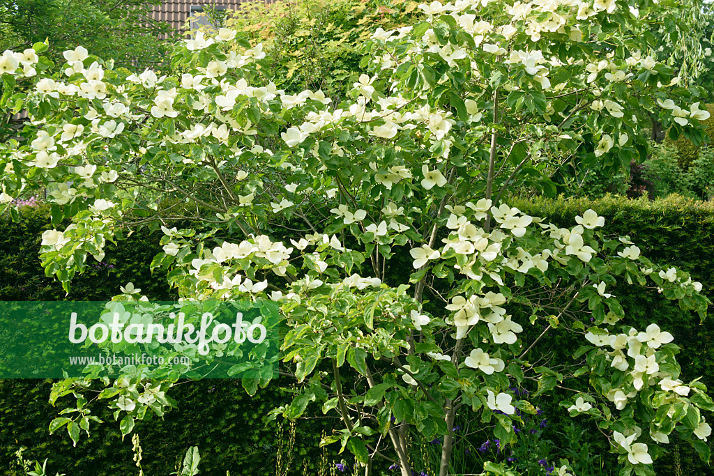 556069 - Japanischer Blütenhartriegel (Cornus kousa 'Venus')