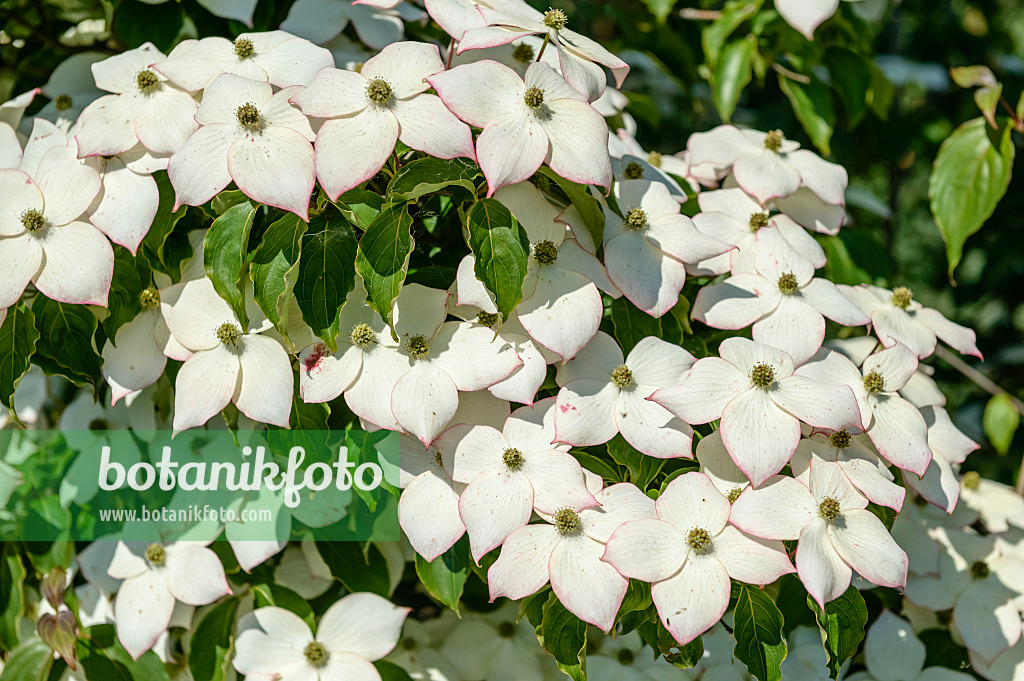 593060 - Japanischer Blütenhartriegel (Cornus kousa 'Wieting's Select')