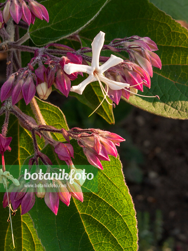 404028 - Japanischer Losbaum (Clerodendrum trichotomum var. fargesii syn. Clerodendron trichotomum var. fargesii)