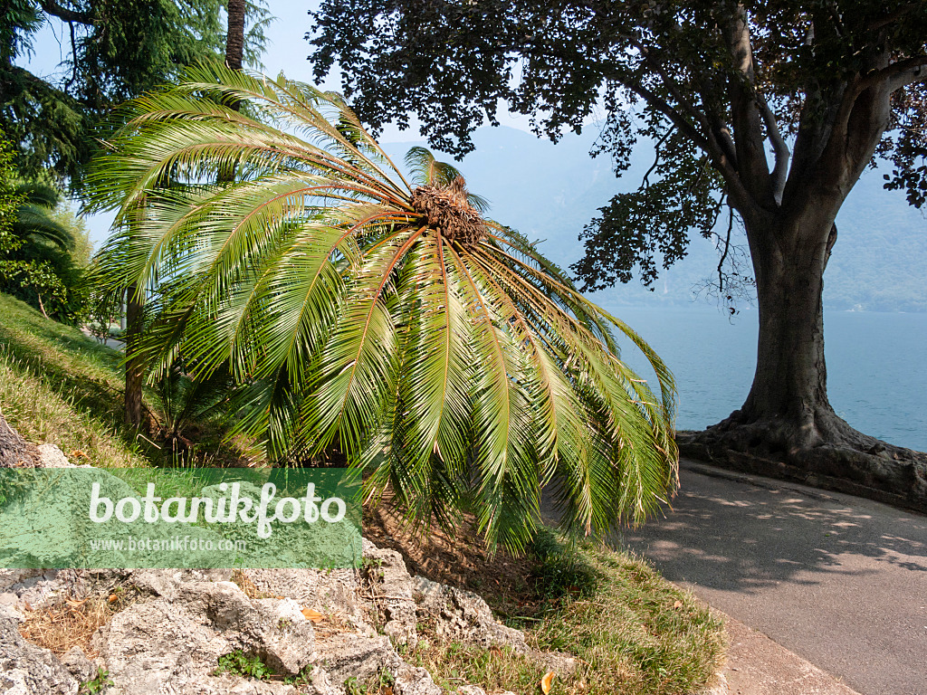 414084 - Japanischer Palmfarn (Cycas revoluta), Villa Heleneum, Lugano, Schweiz