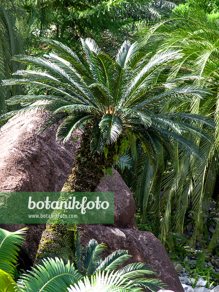 434389 - Japanischer Palmfarn (Cycas revoluta) vor großen Felssteinen