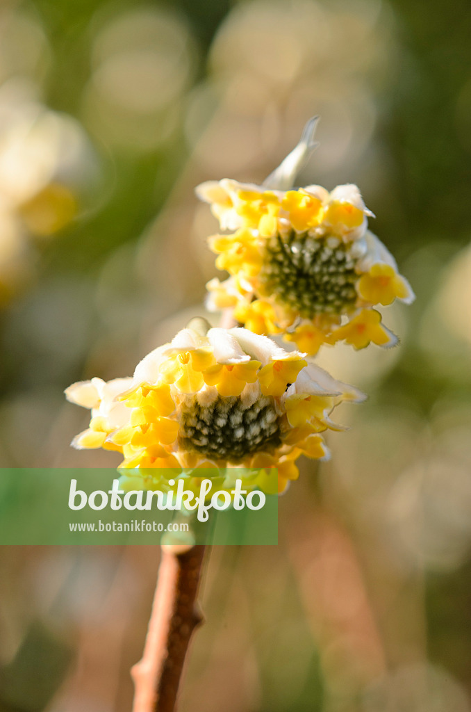 553085 - Japanischer Papierbusch (Edgeworthia chrysantha)