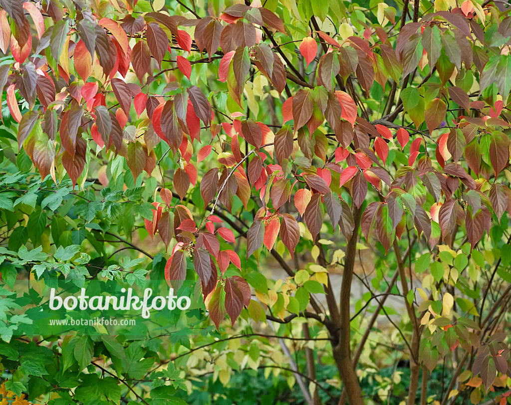 471464 - Japanischer Perlschweif (Stachyurus praecox)