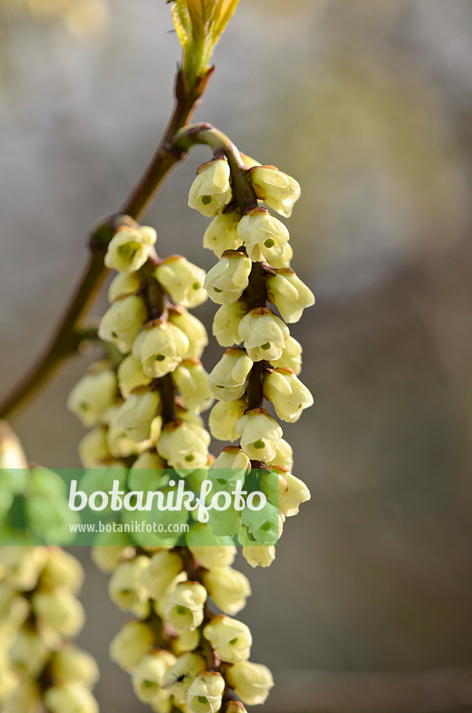 530026 - Japanischer Perlschweif (Stachyurus praecox)