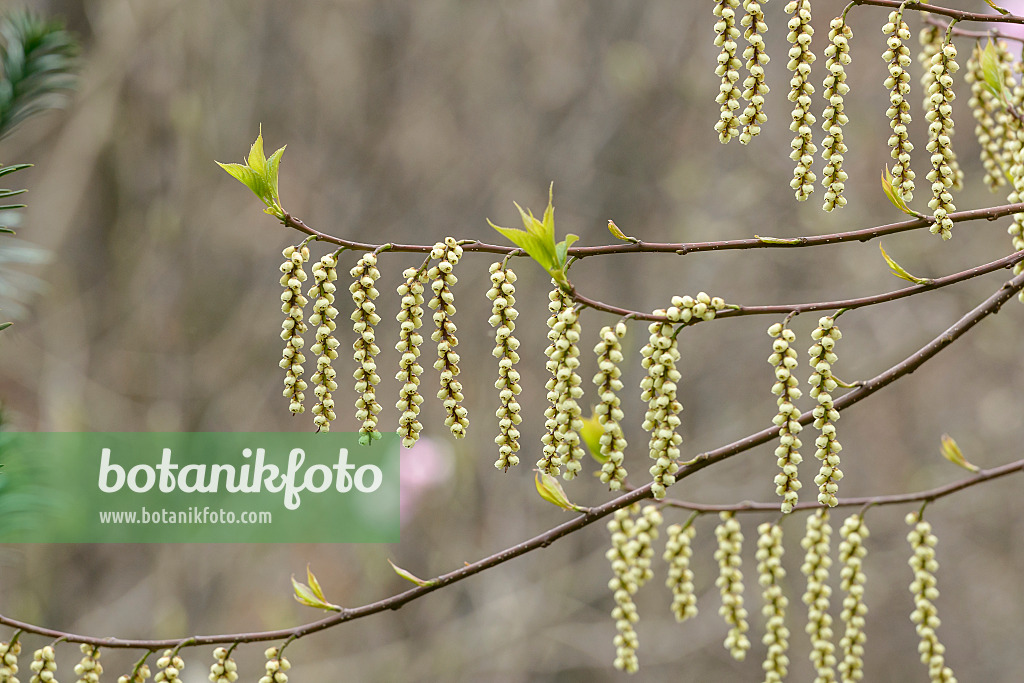 558246 - Japanischer Perlschweif (Stachyurus praecox)