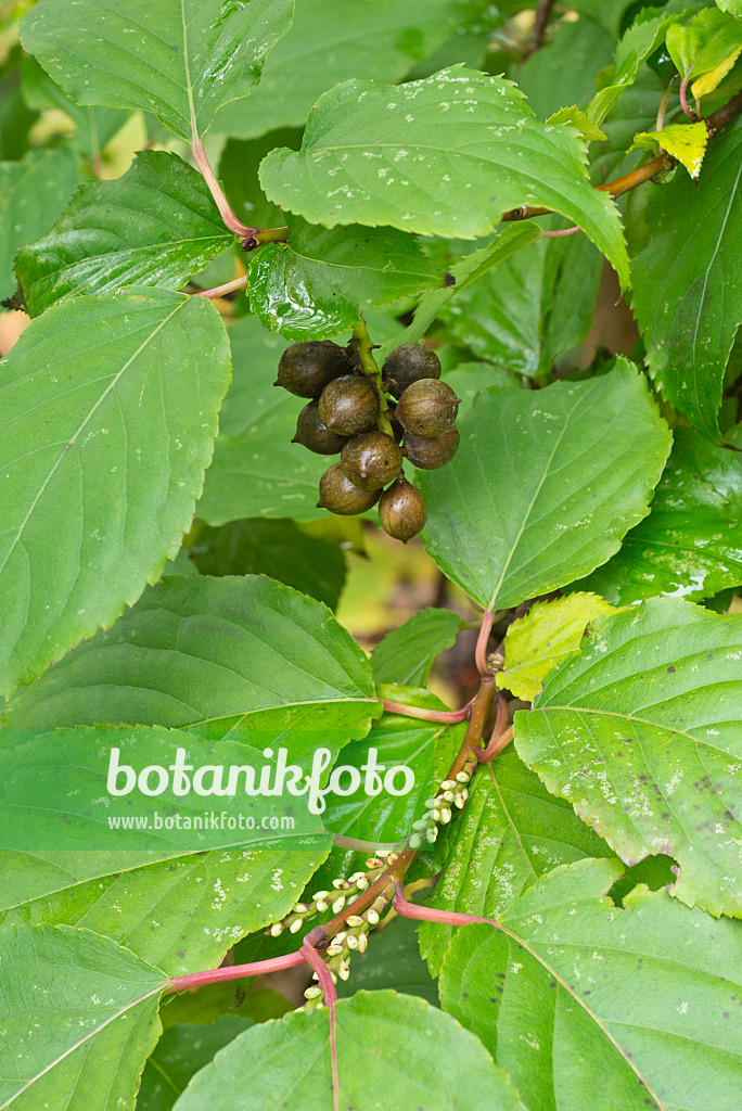 562010 - Japanischer Perlschweif (Stachyurus praecox)