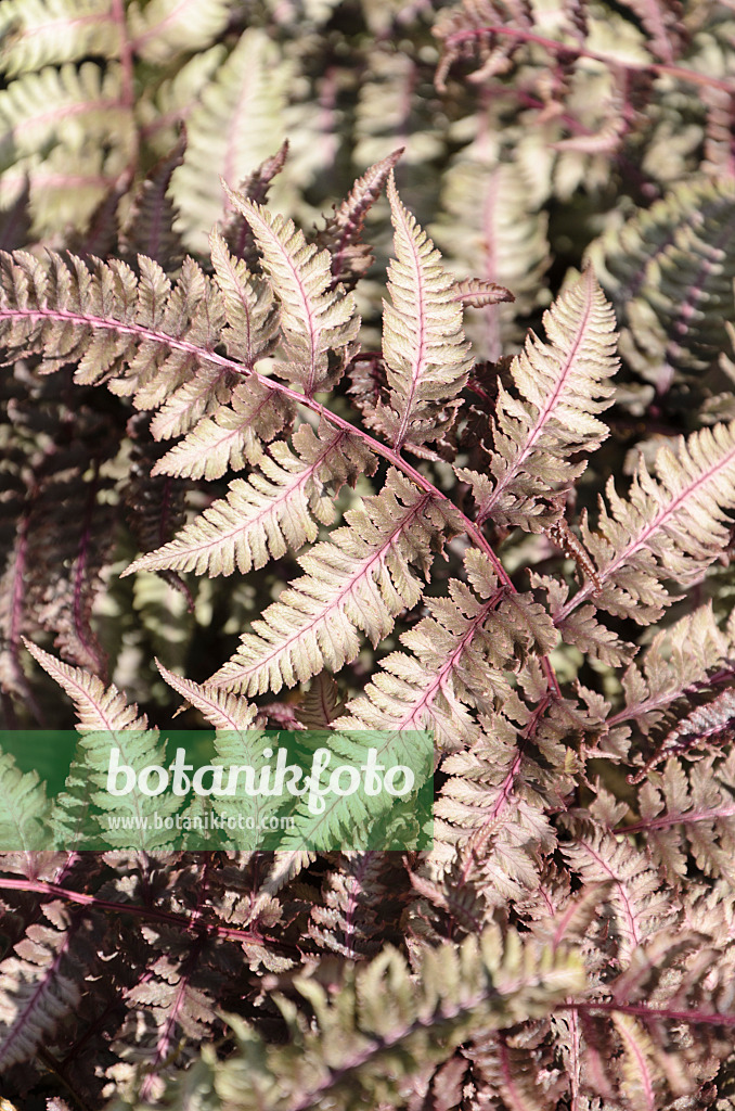 508200 - Japanischer Regenbogenfarn (Athyrium niponicum var. pictum 'Ursula's Red')