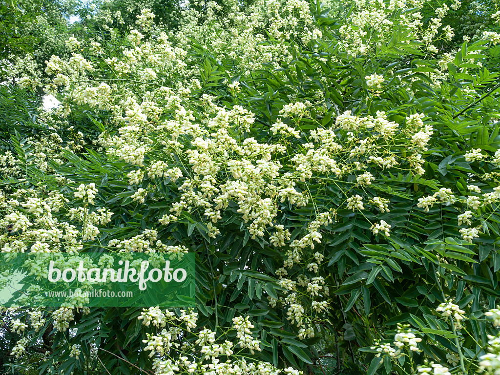 463042 - Japanischer Schnurbaum (Styphnolobium japonicum syn. Sophora japonica)