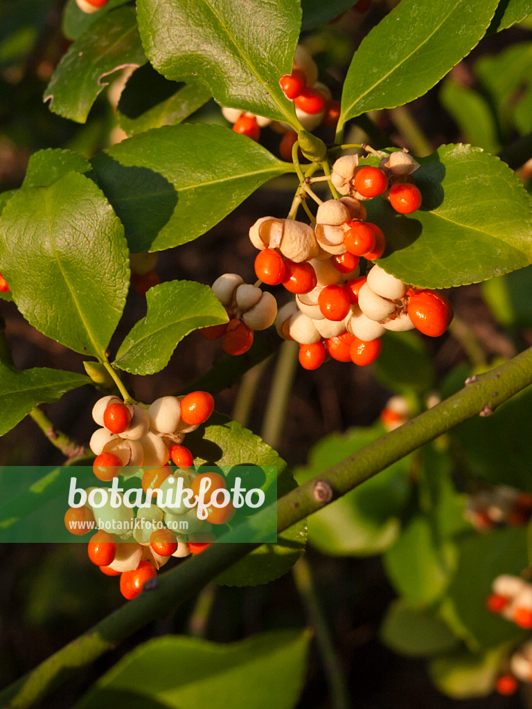 419002 - Japanischer Spindelstrauch (Euonymus japonicus)