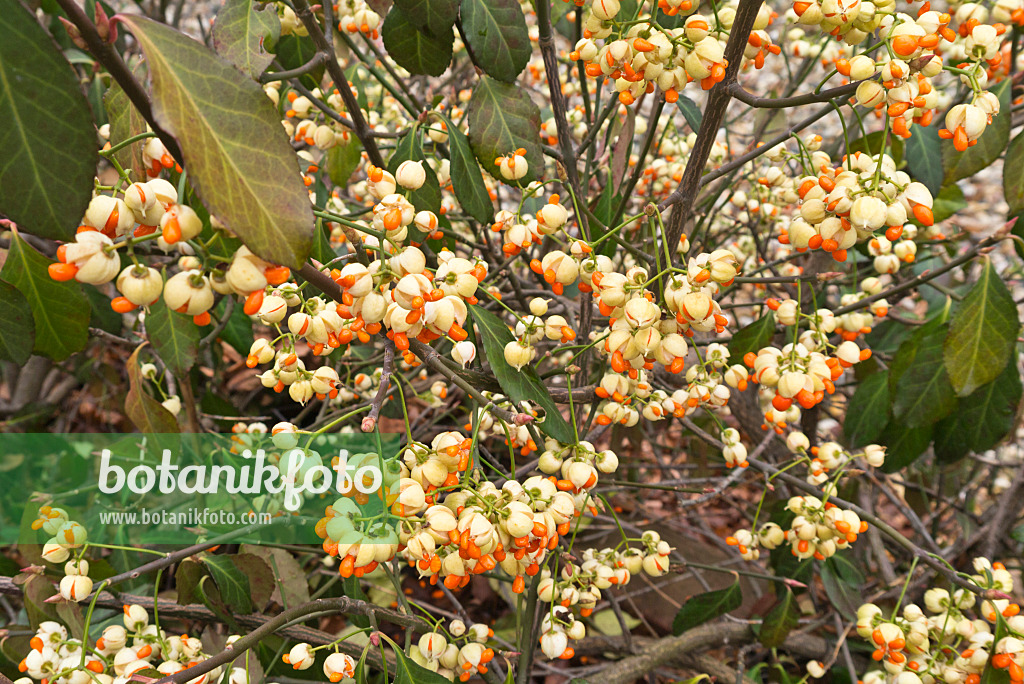 527001 - Japanischer Spindelstrauch (Euonymus japonicus)