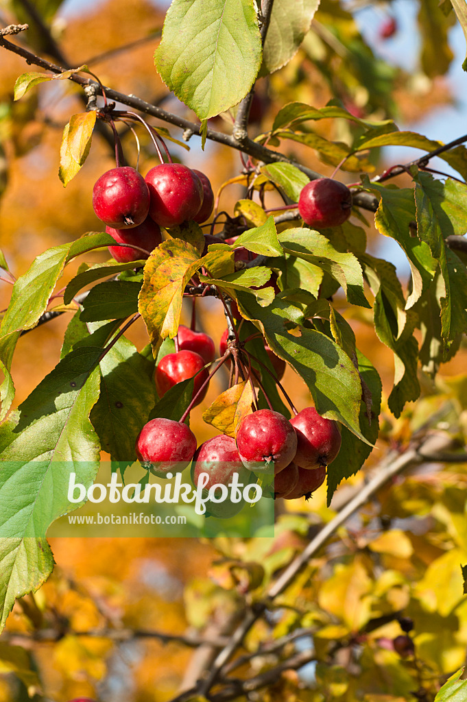 513080 - Japanischer Wildapfel (Malus floribunda)