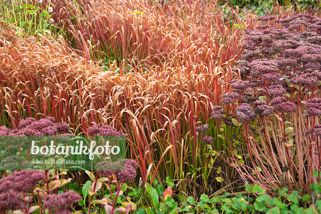 517455 - Japanisches Blutgras (Imperata cylindrica 'Red Baron' syn. Imperata cylindrica 'Rubra')