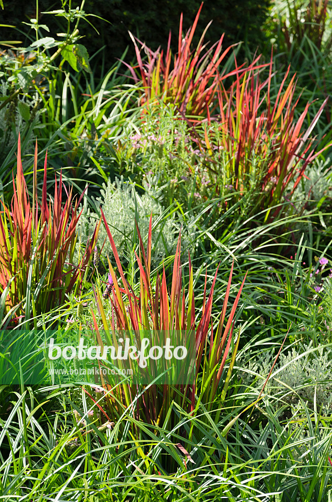 571046 - Japanisches Blutgras (Imperata cylindrica 'Red Baron' syn. Imperata cylindrica 'Rubra')