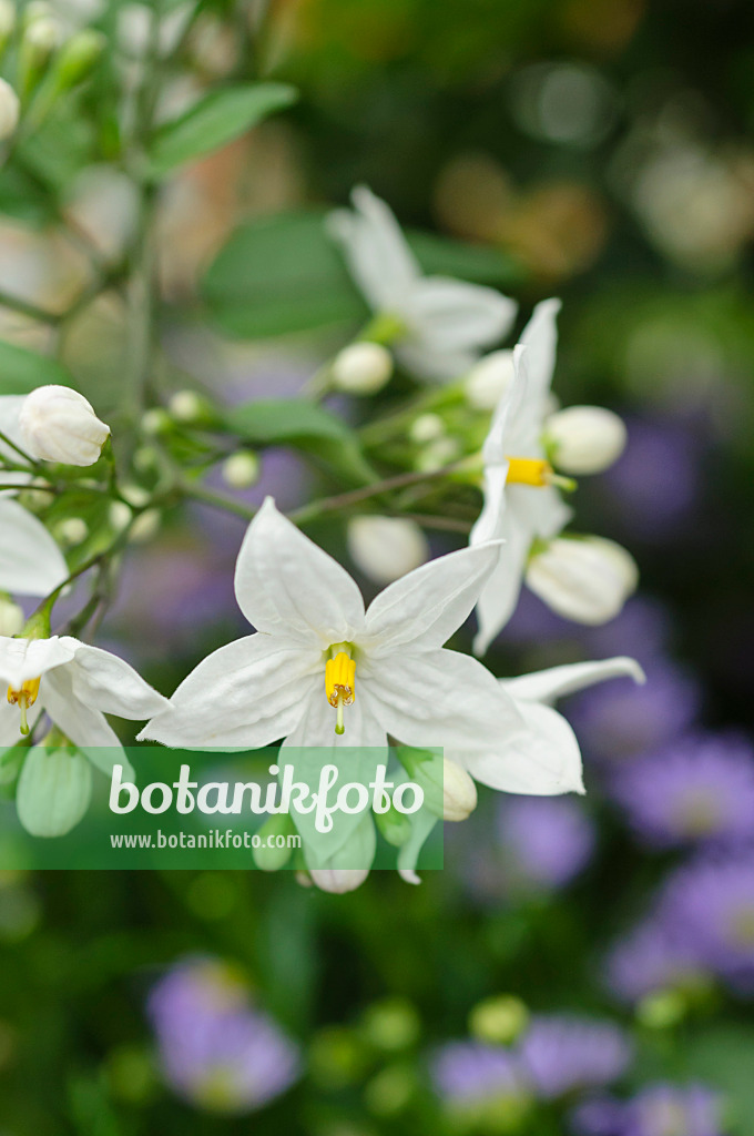 484105 - Jasminblütiger Nachtschatten (Solanum jasminoides)