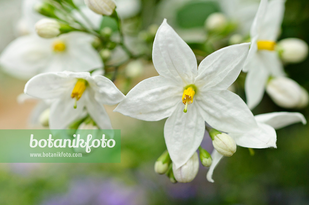 484106 - Jasminblütiger Nachtschatten (Solanum jasminoides)