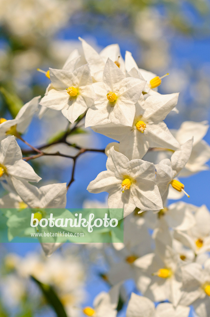 486169 - Jasminblütiger Nachtschatten (Solanum jasminoides)