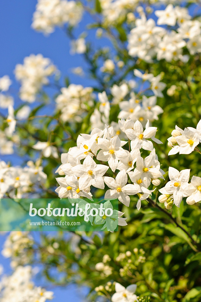 486170 - Jasminblütiger Nachtschatten (Solanum jasminoides)