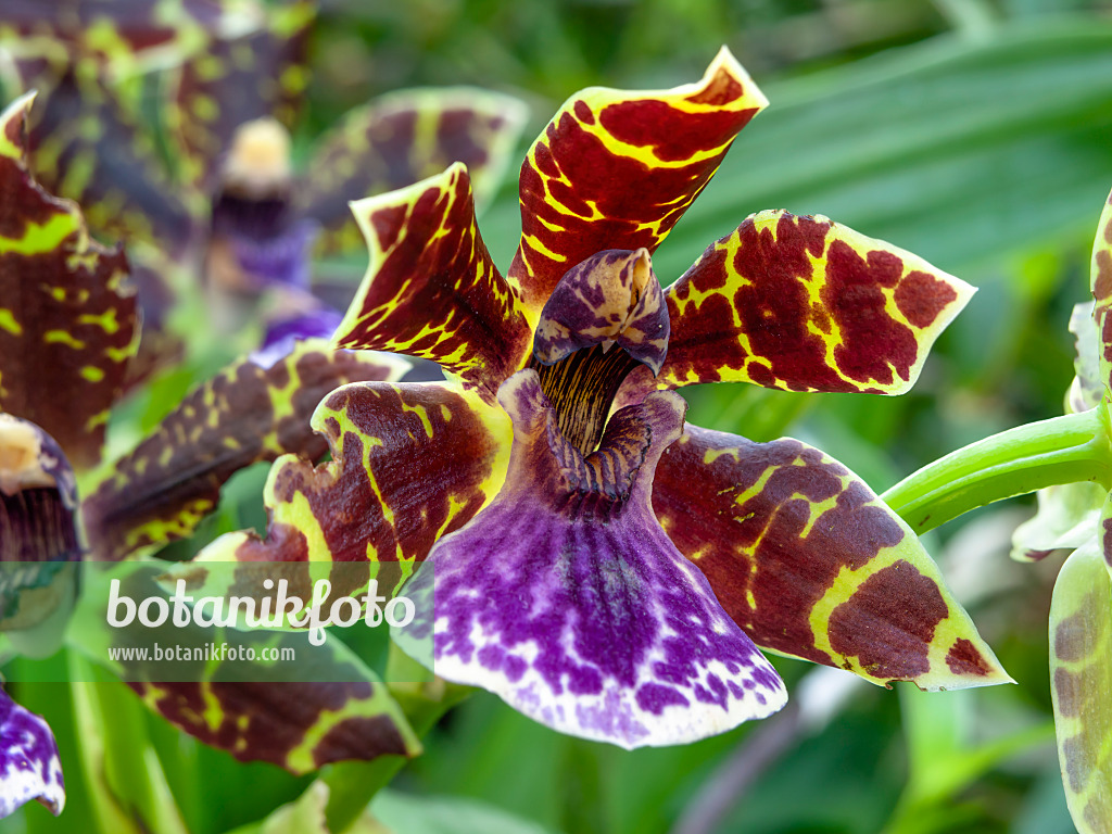 443087 - Jochkrone (Zygopetalum)