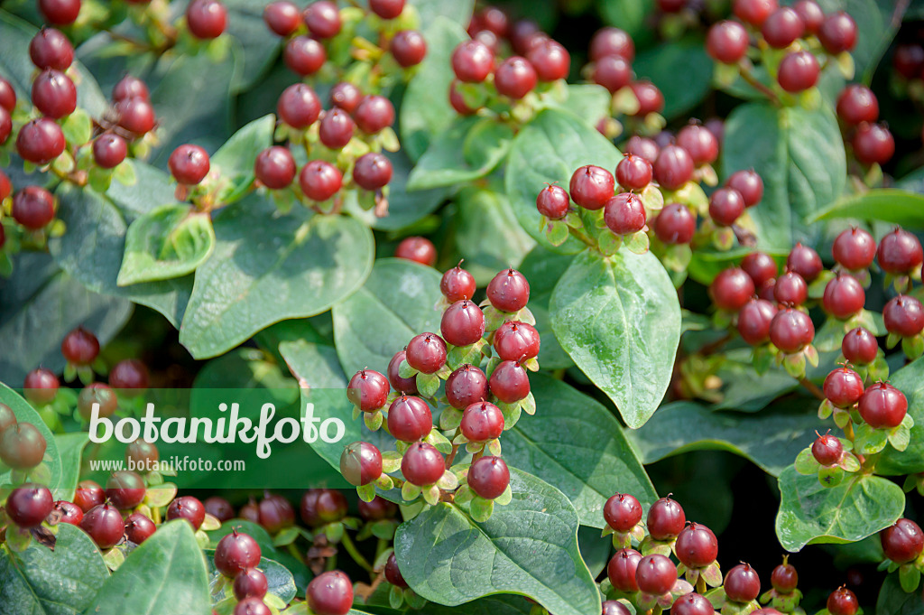 575123 - Johanniskraut (Hypericum Miracle Marvel)