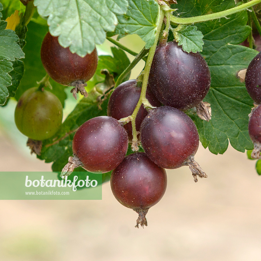 547277 - Jostabeere (Ribes x nidigrolaria 'Josta')