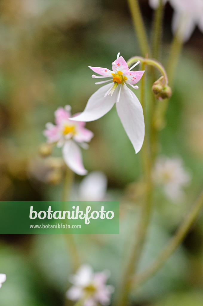 482069 - Judenbart (Saxifraga stolonifera)