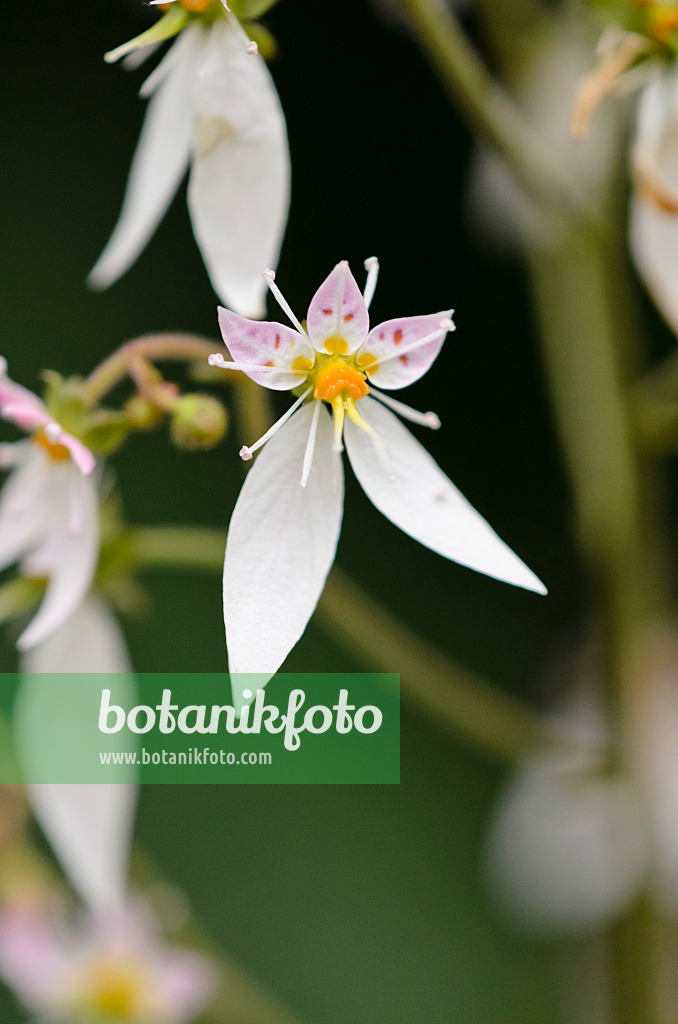 531095 - Judenbart (Saxifraga stolonifera)